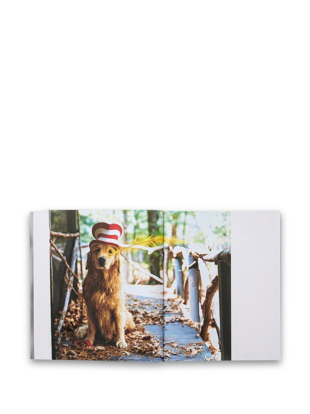 The Golden Retriever Photographic Society