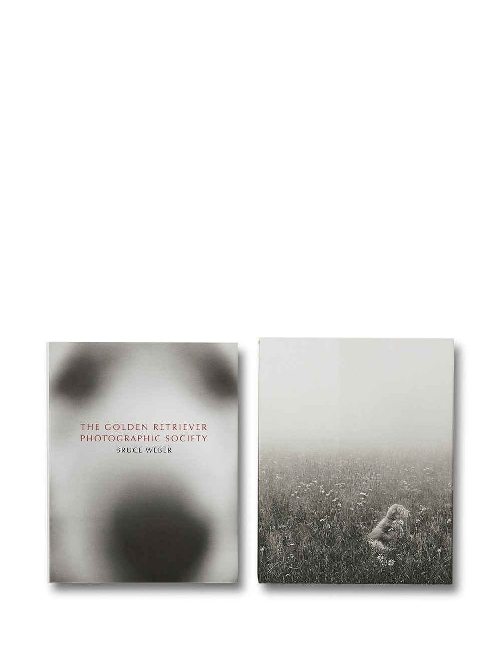 The Golden Retriever Photographic Society